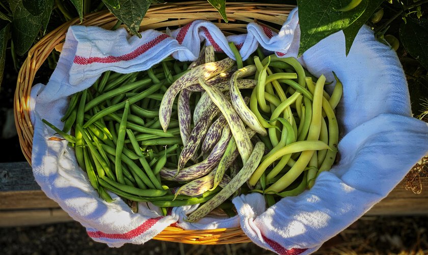 Olika sorters bönor