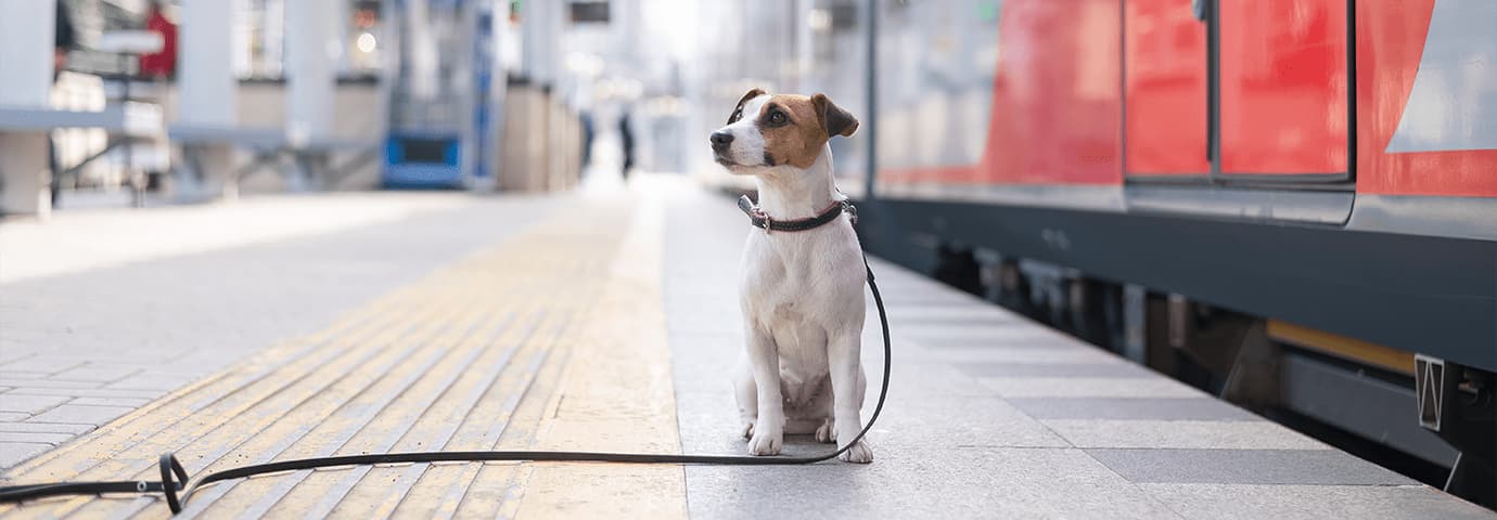 resa med hund på tåg - granngården
