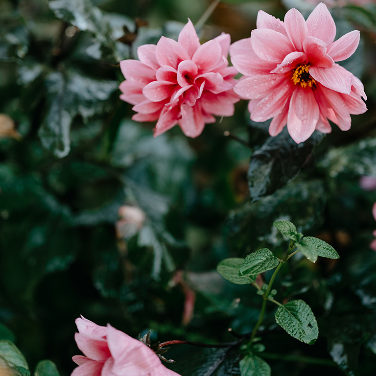 Övervintra dahlia – Så vinterförvarar du dahliaknölar