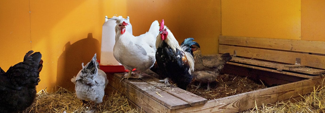 ruggning höns - tips på granngården.se