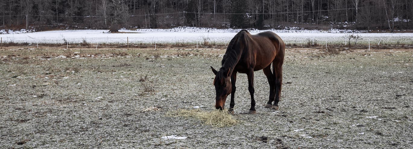 brun häst som betar i vinterhage