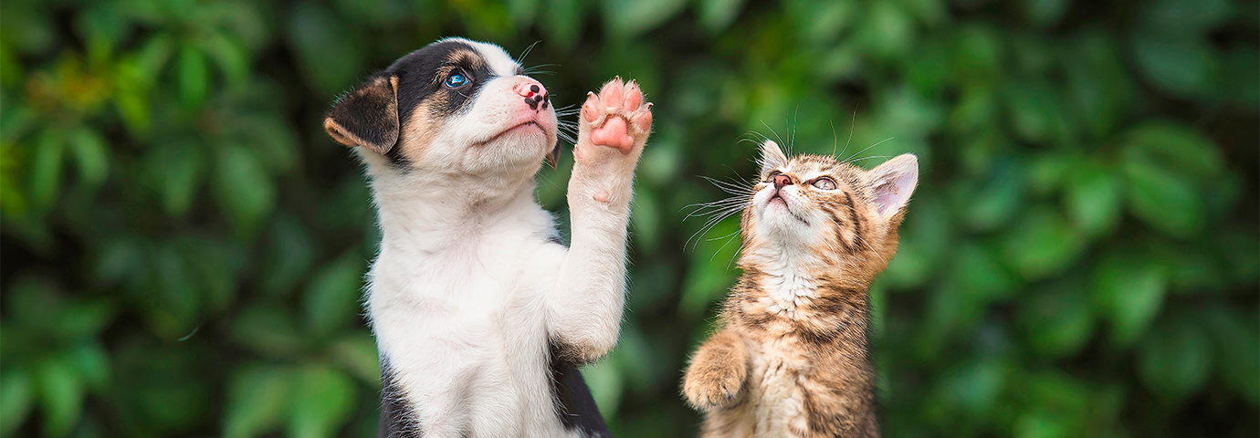 Kattunge och hundvalp. Läs mer om djurförsäkringar för husdjur på granngården.se