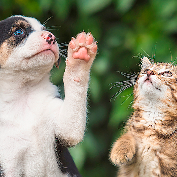 Kattunge och hundvalp. Läs mer om djurförsäkringar för husdjur på granngården.se