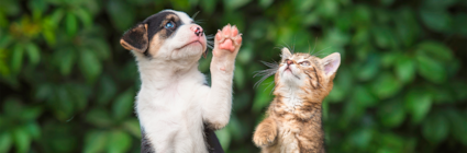 Kattunge och hundvalp. Läs mer om djurförsäkringar för husdjur på granngården.se