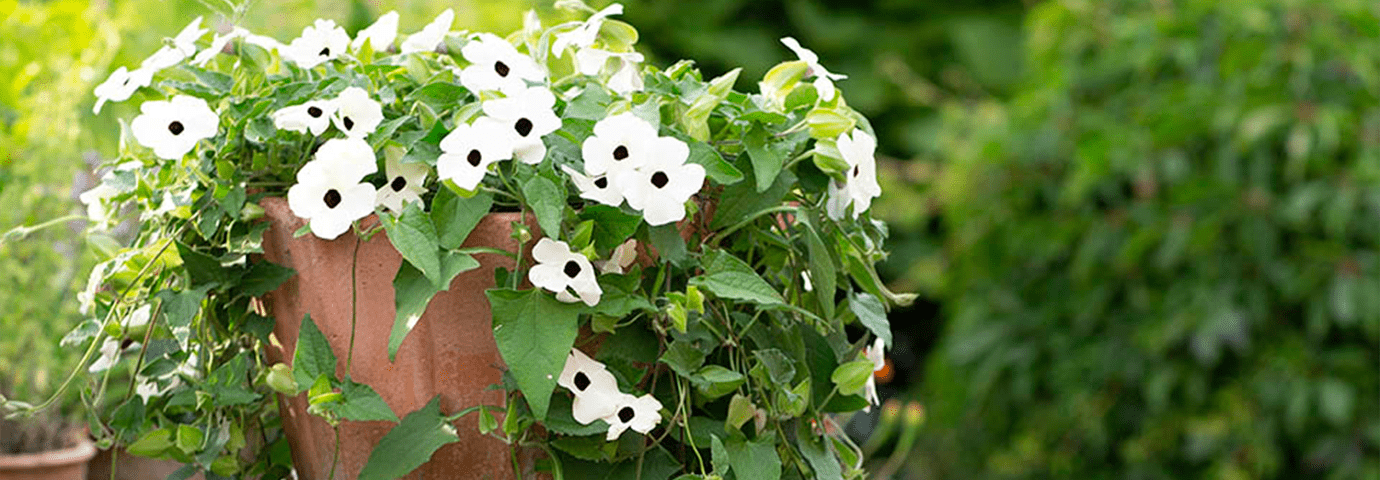 Årets sommarblomma 2023 – Svartöga