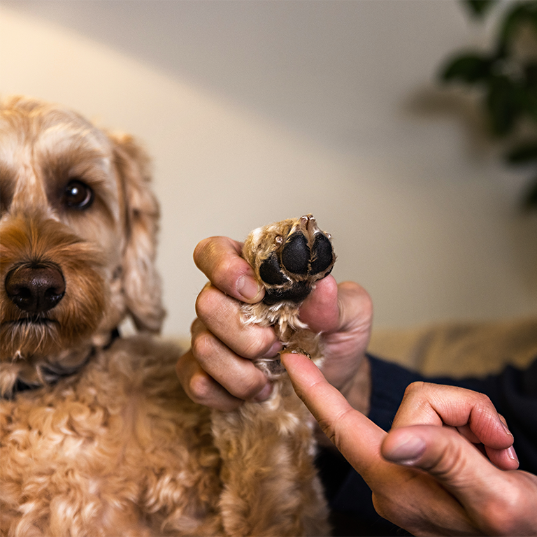 Ta hand om hundens tassar