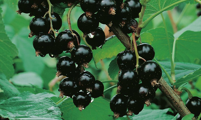 svarta vinbär i vinbärsbuske