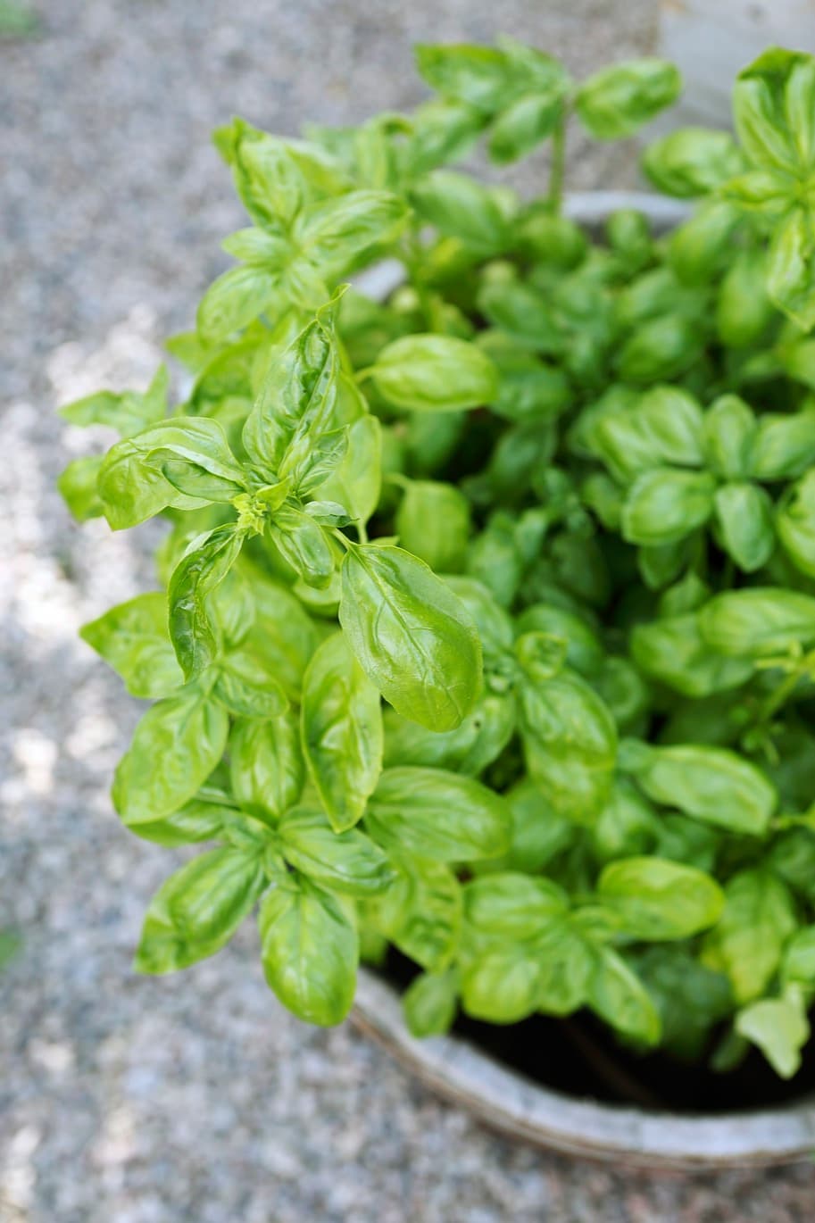 Odla din egen basilika