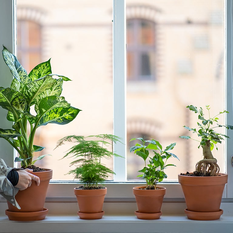 Inomhusväxter på vintern