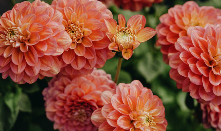 Orange dahlia