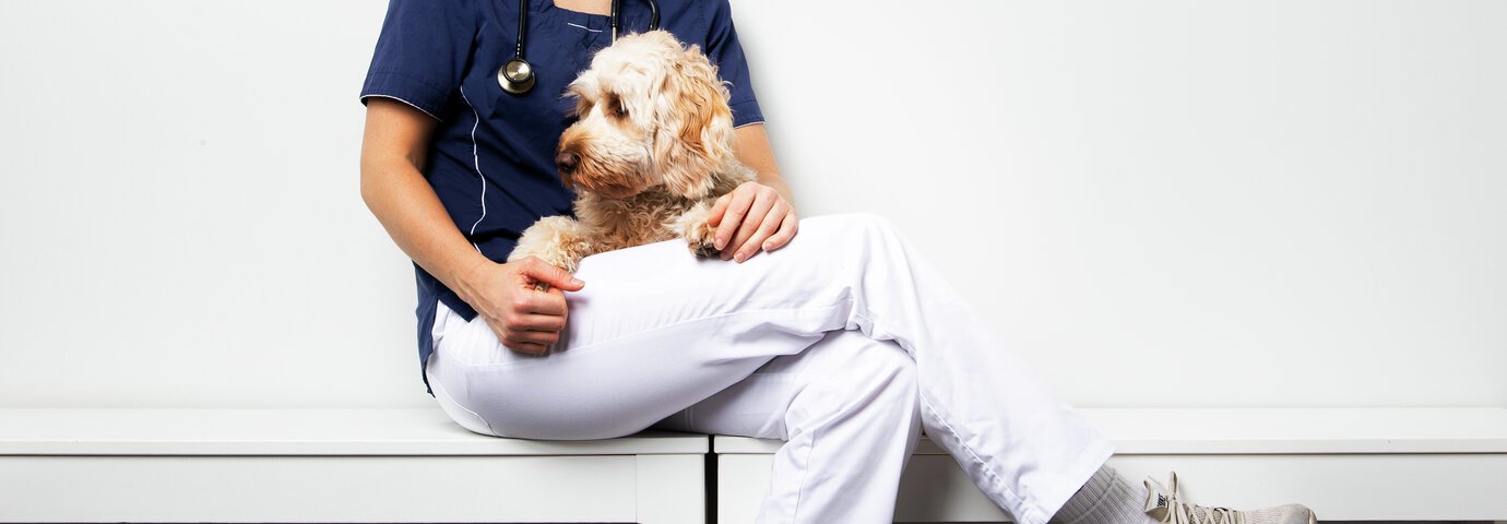 Hund hos veterinären