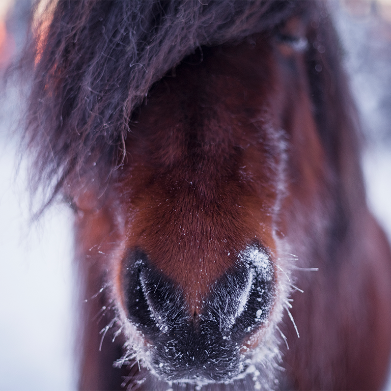 Häst med lång lugg. Se till att hästen har vindskydd under vintern. Läs mer på granngården.se