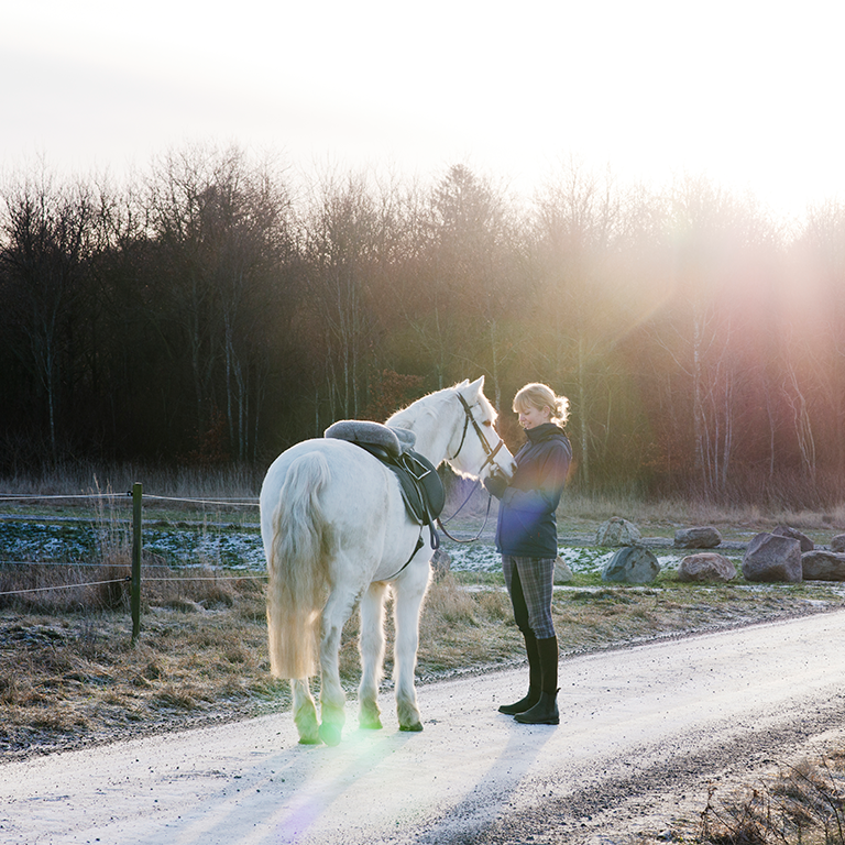 Hästar och ryttare i snön. Massage med liniment är bra under vintern för att mjuka upp hästens muskler.
