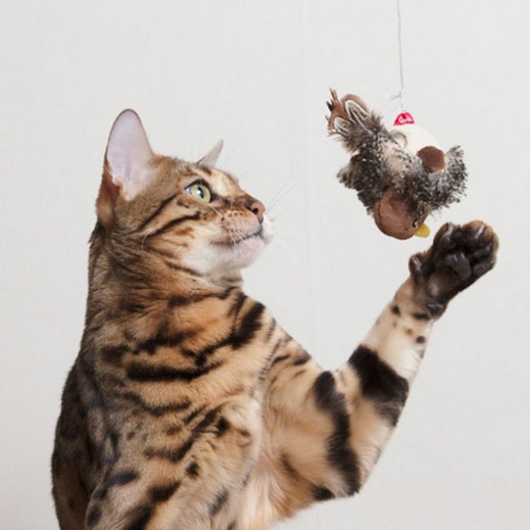 katt som leker med kattleksak från Granngården