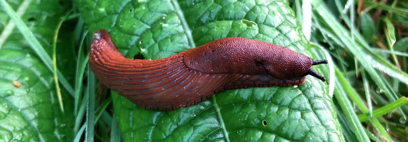 Mördarsnigel på blad