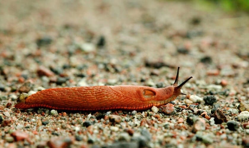 mördarsniglarnas ägg