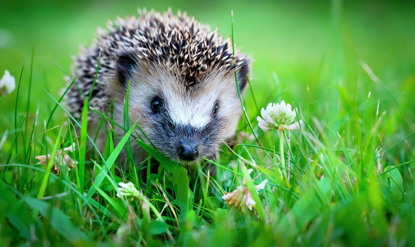igelkott som kryper fram i grön gräsmatta