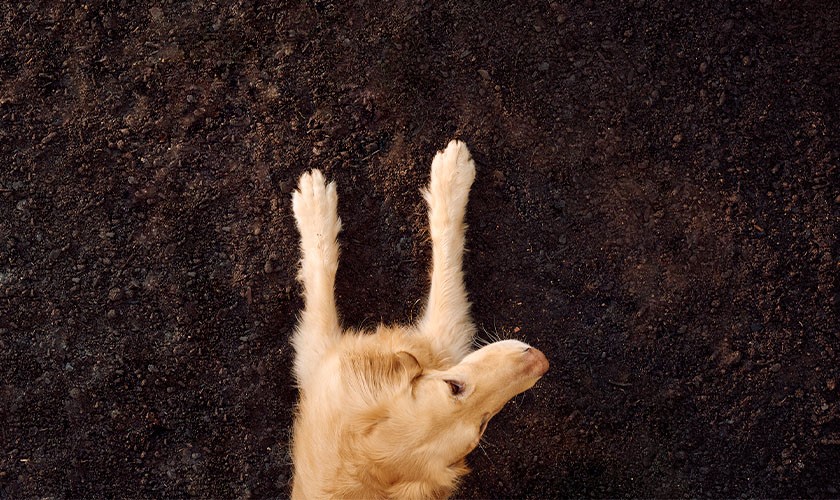 Hund ligger i jorden