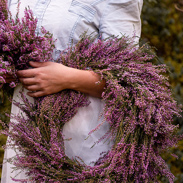 krans av ljung binds