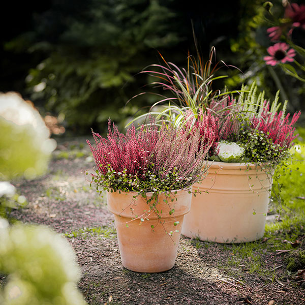 ljung planterad i kruka