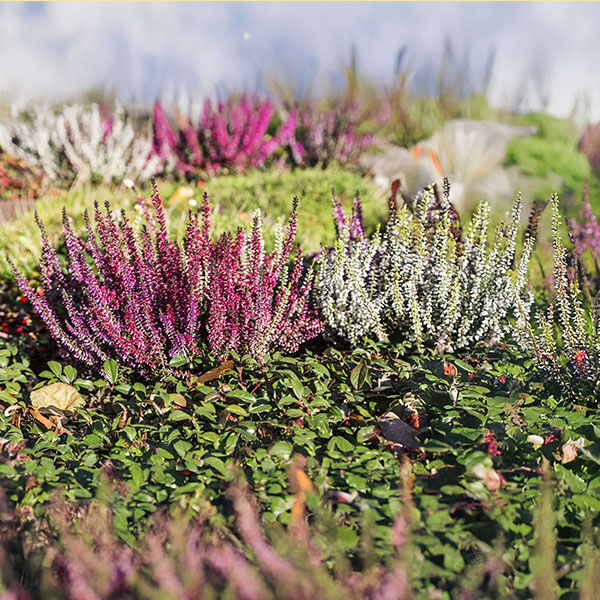 plantera ljung i rabatt