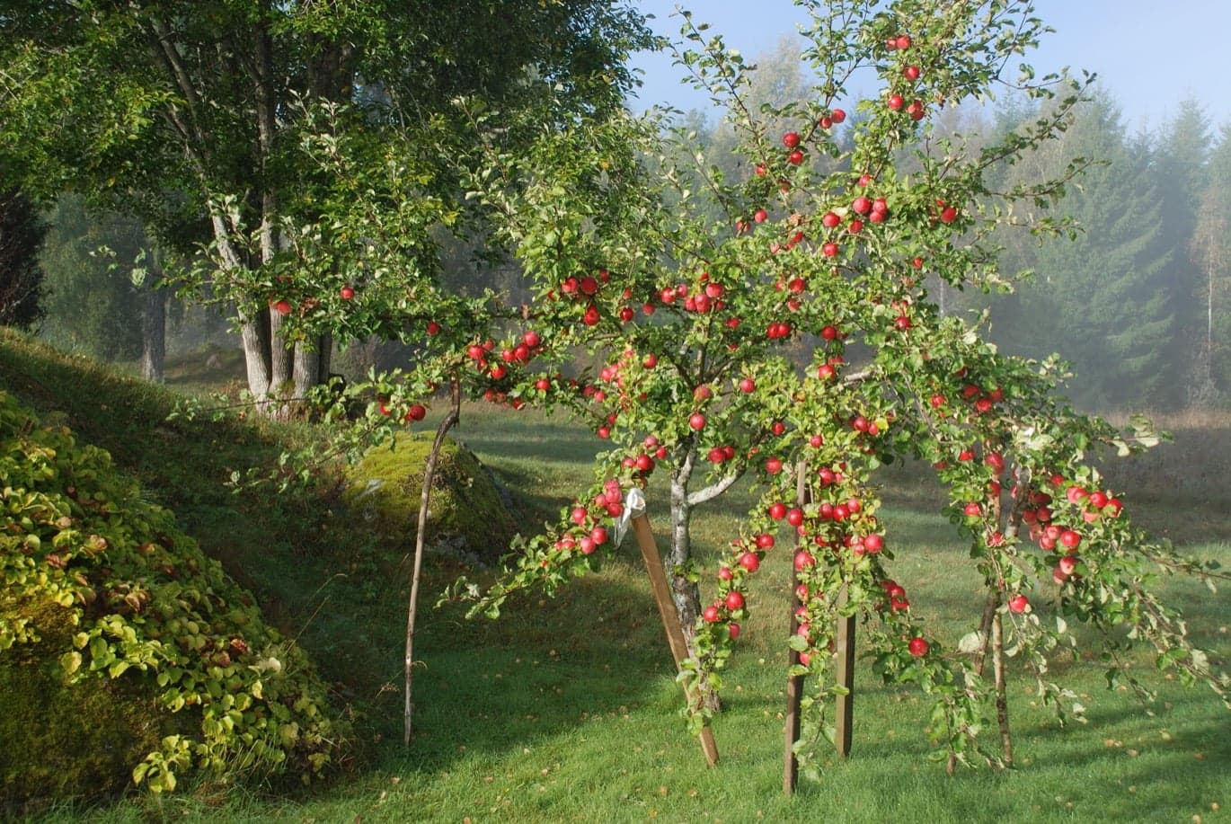 Beskära äppelträd — allt du behöver veta