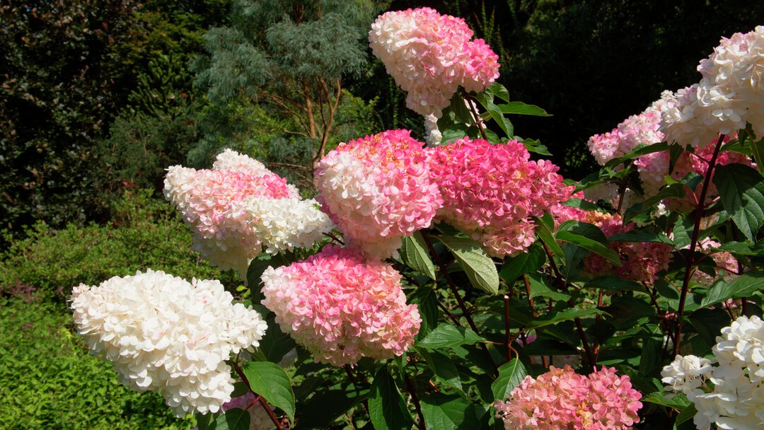 rosa röda vita hortensia blommor i varmt solljus