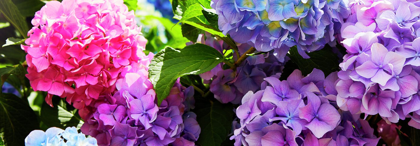 hortensia blommor i rosa och lila färgvariationer