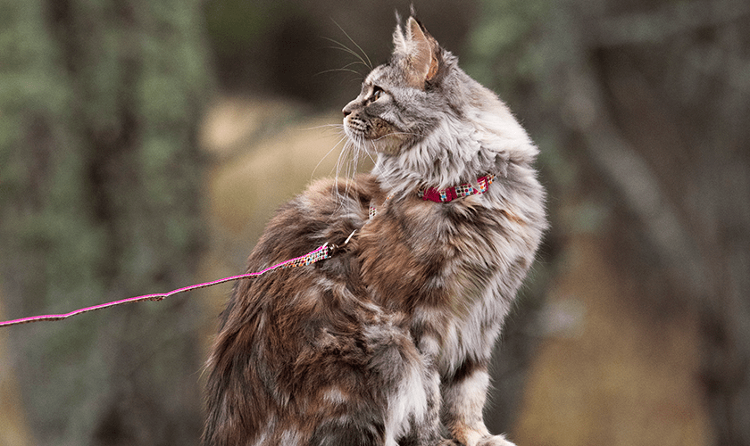långhårig katt utomhus med kattkoppel