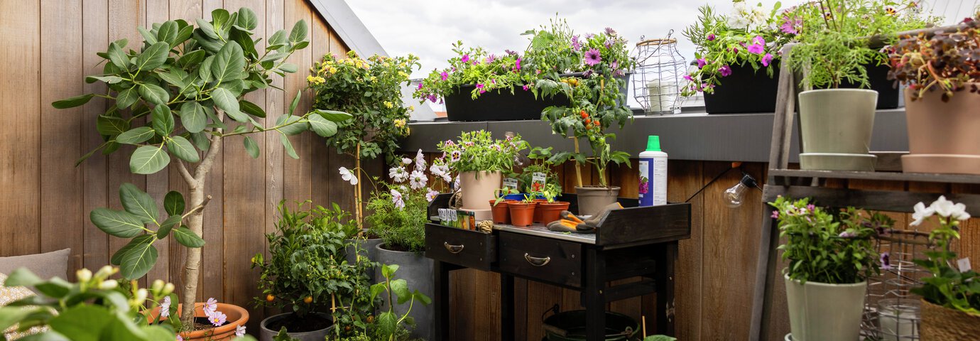 Balkonglådor med penséer. Odla på balkong — inspiration & tips 