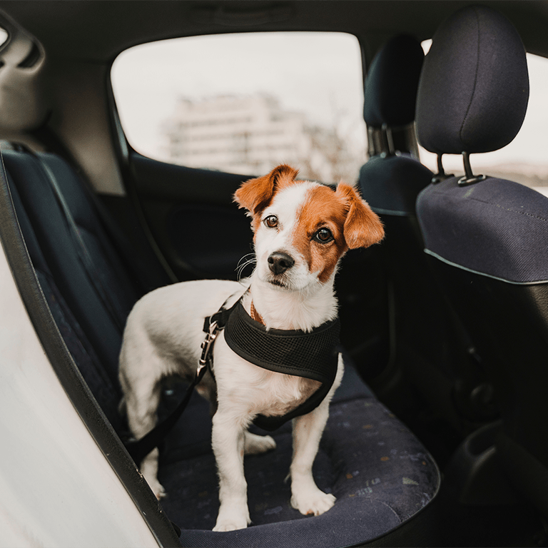 Resa med hund i varm bil
