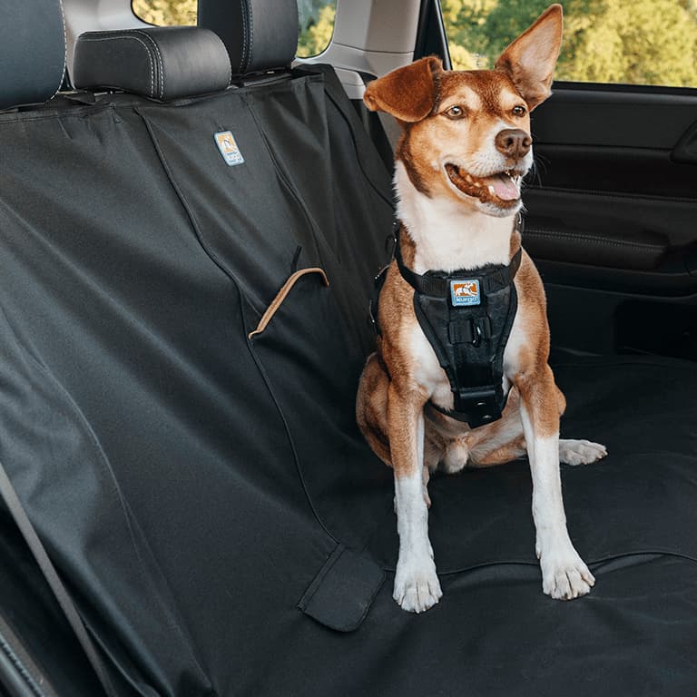 Resa säkert med hund