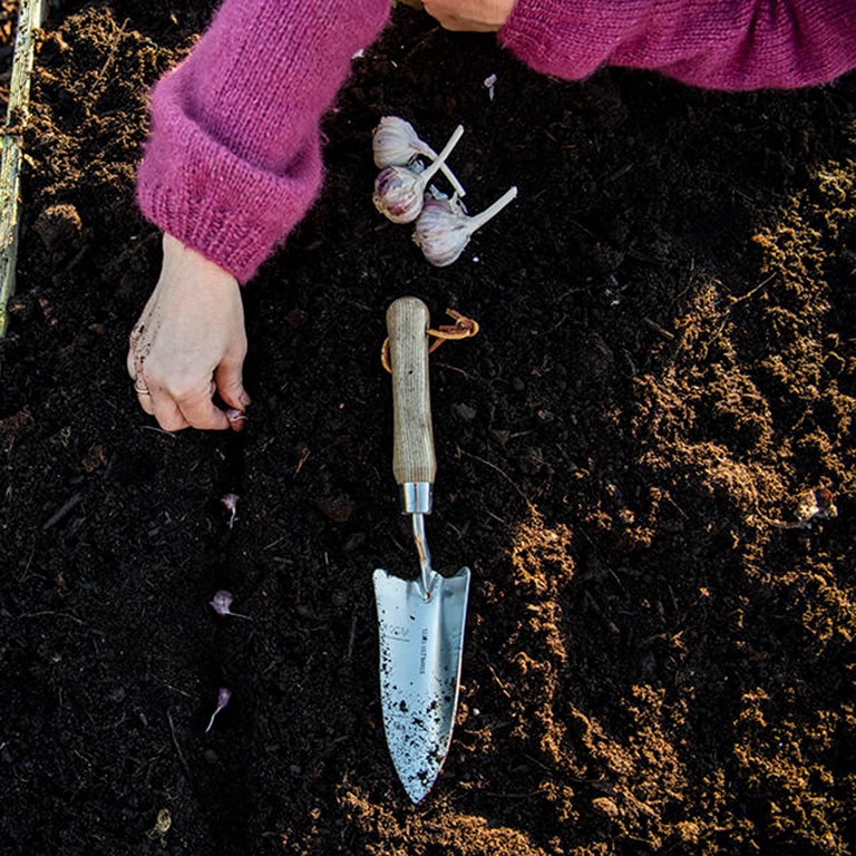 Plantera vitlök på hösten