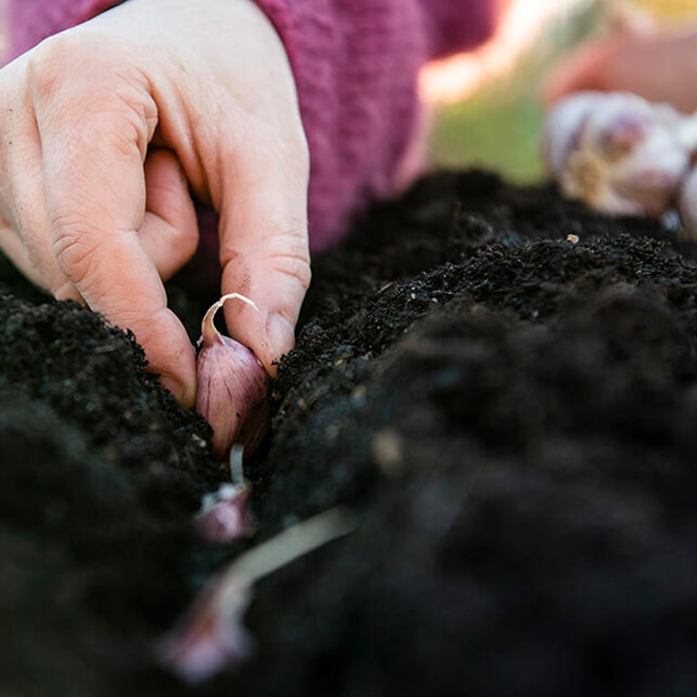 Odla vitlök — hur?