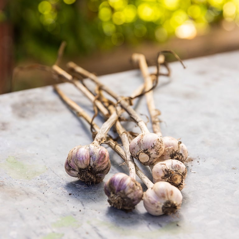 Odla vitlök — vilken sort?