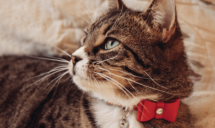 grå vit katt med röd rosett i halsbandet