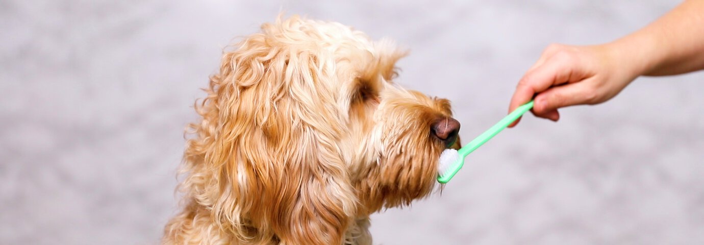 Borsta hundens tänder