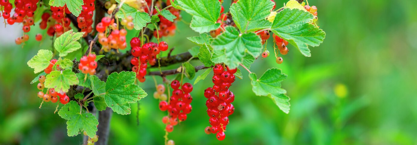 röda vinbär i grön och fin vinbärsbuske