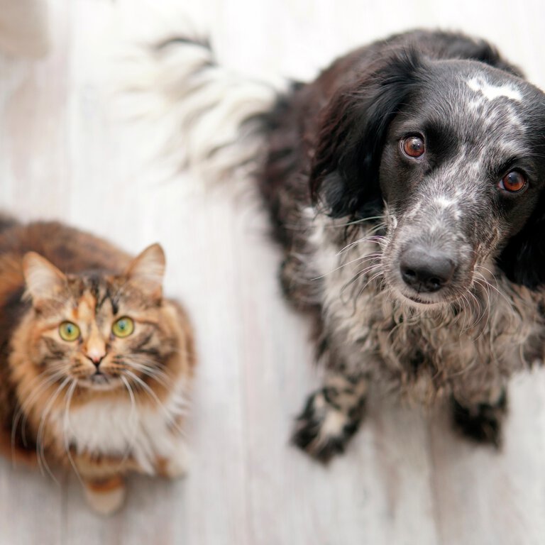 Husdjurshjälpen hos Granngården