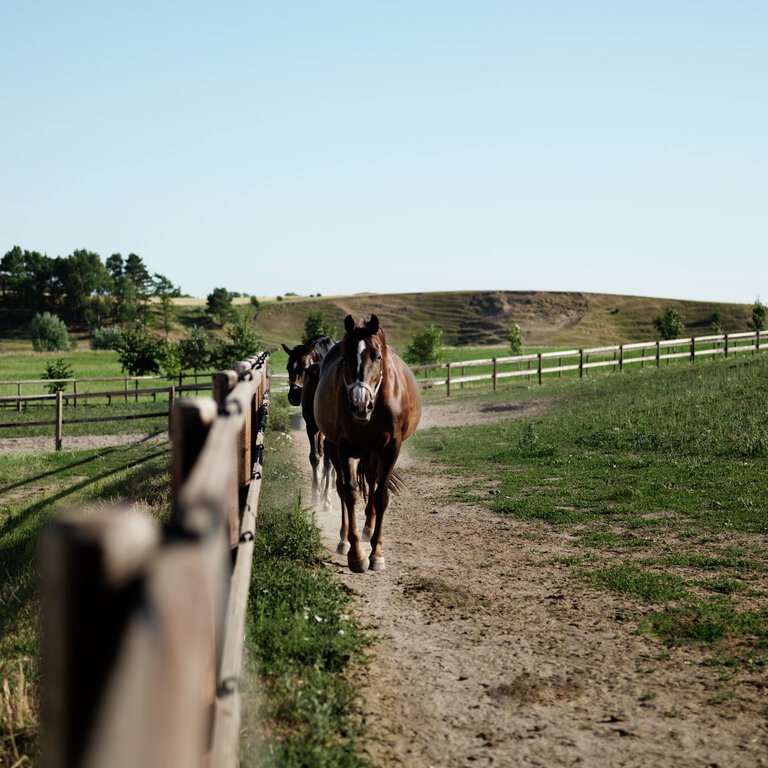 Hästar & kor i hage. Lantdjurshjälpen hos Granngården