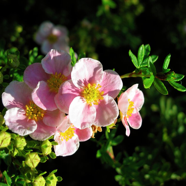 Köp Häckplantor online på Granngården