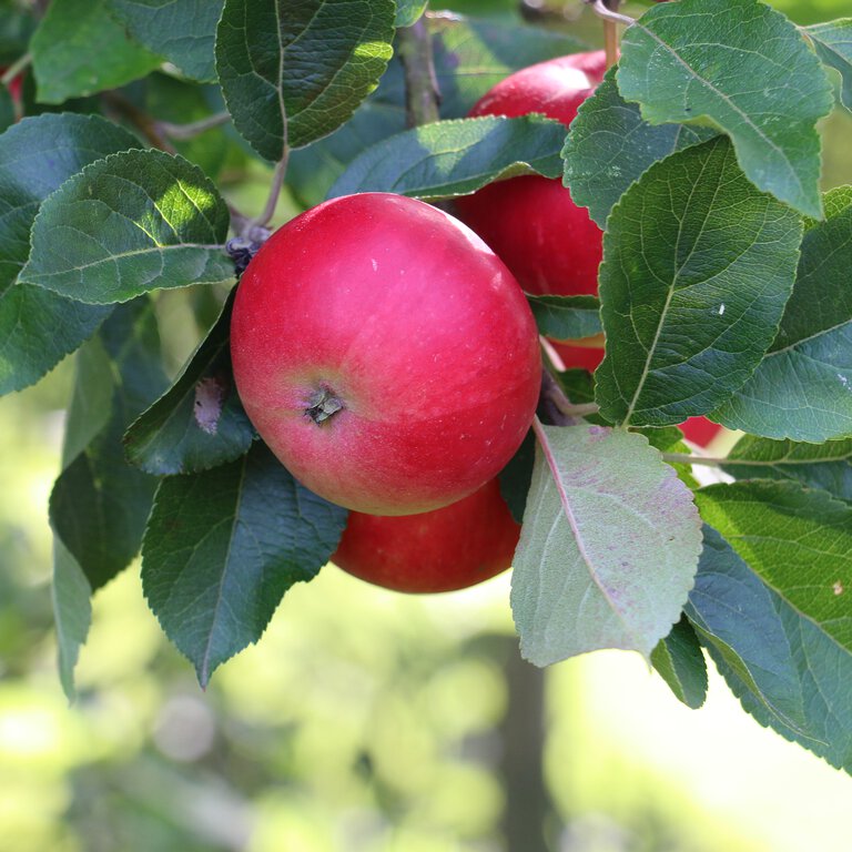 röda äpplen i fruktträd