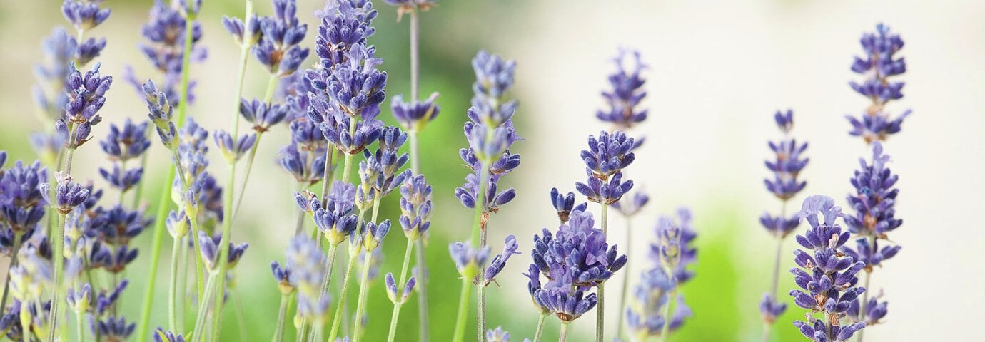 bild på lavendel till artikelsida om hur och när du klipper ner och beskär lavendel