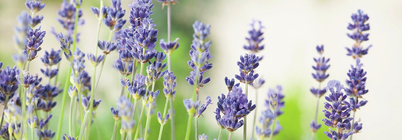 bild på lavendel till artikelsida om hur och när du klipper ner och beskär lavendel