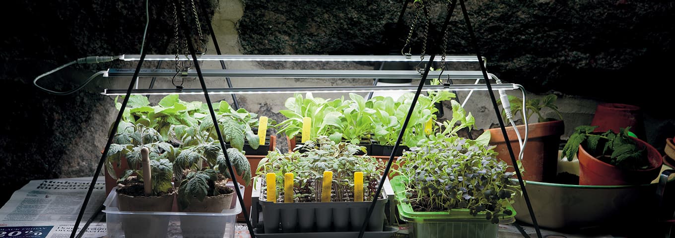 växtbelysning