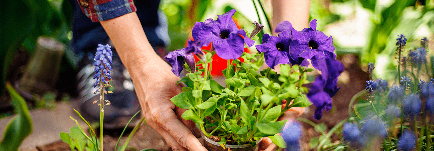 Så sommarblommor från frö