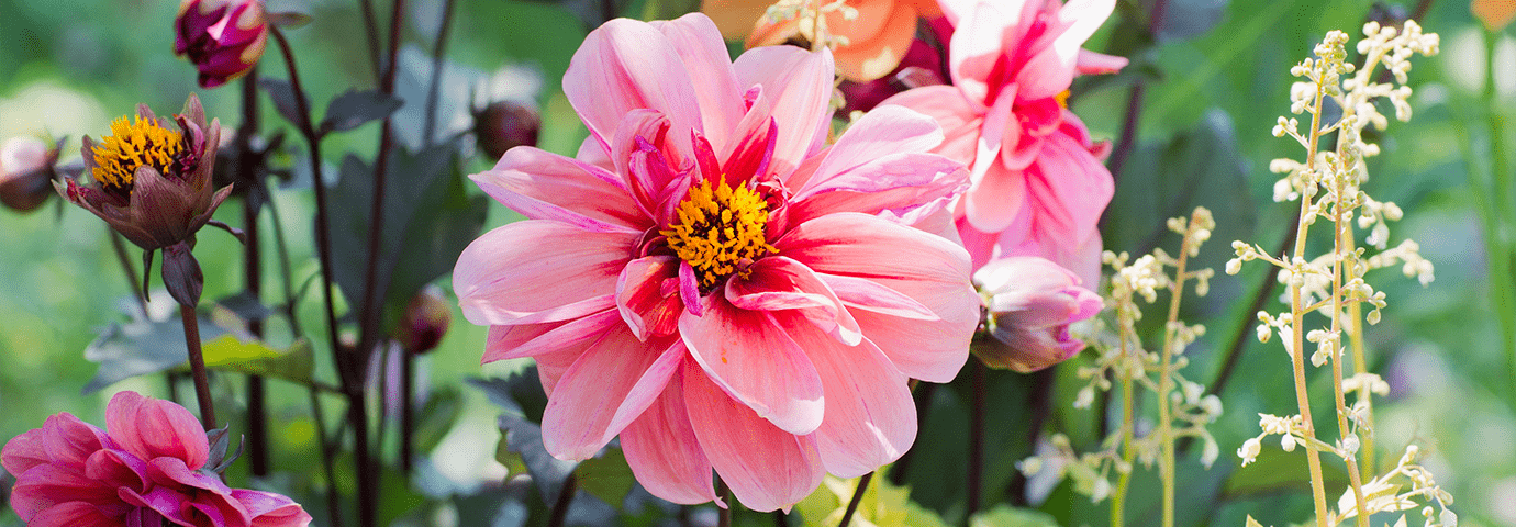 Rosa Dahlia sommarblommor i huvudbanner till artikel om Sommarblommor – allt du behöver veta