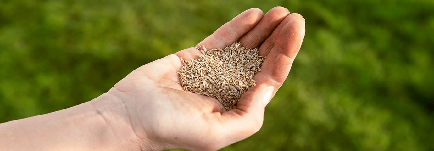 hand som sprider gräsfrön. så gräs på hösten - granngården