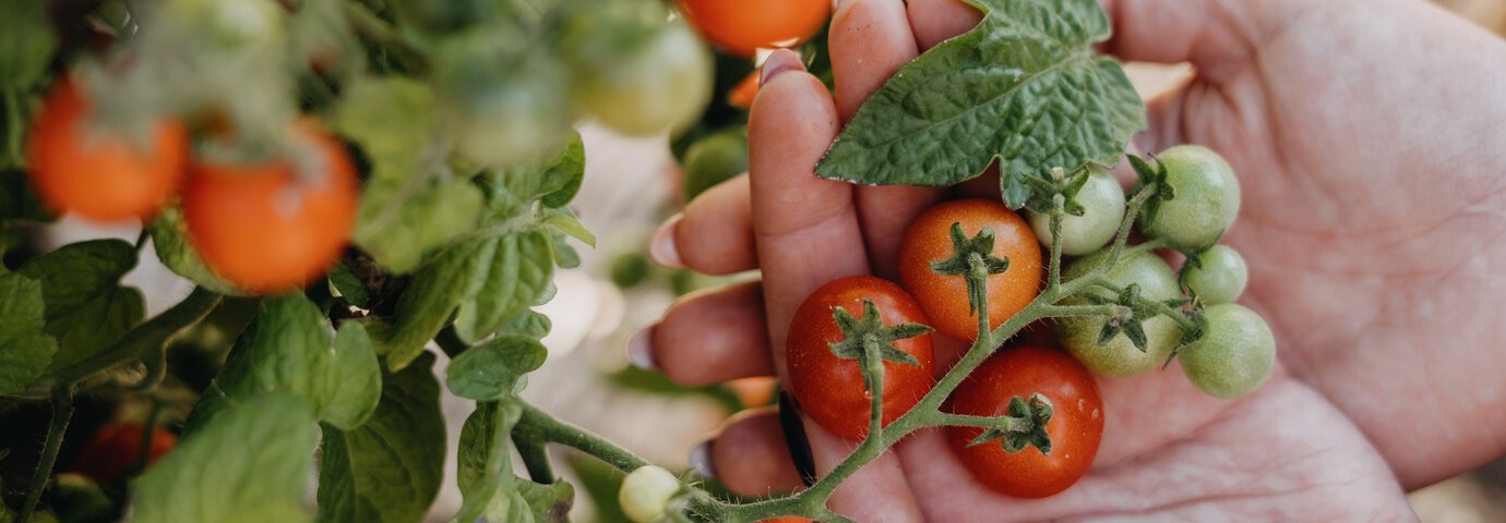 Röda och gröna tomater. 