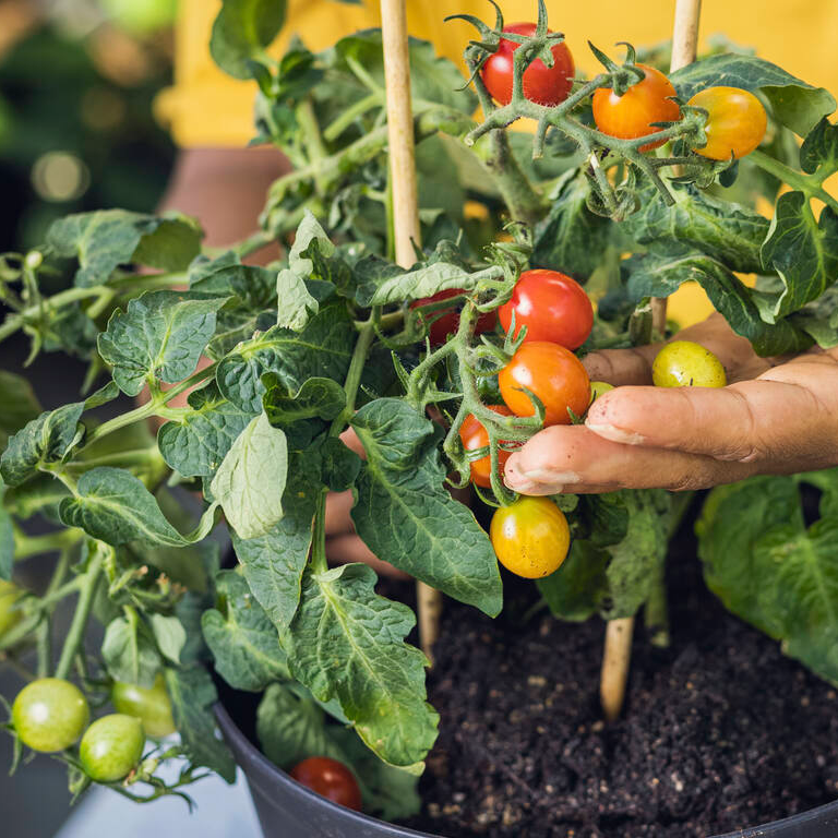 Plantera tomaterna i rätt tid. Läs mer om att odla tomater online på granngården.se